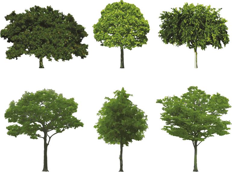Taille d'arbre Saintes