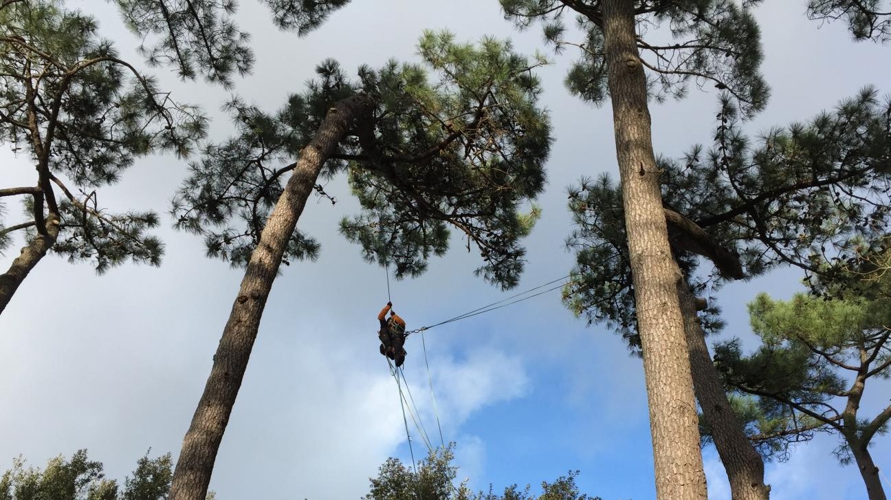 Ascension d'un arboriste grimpeur dans un pin maritime pour réaliser une taille sanitaire